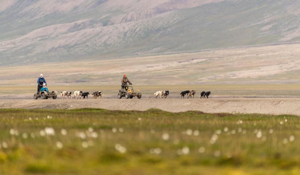 Dogs on wheels Svalbard