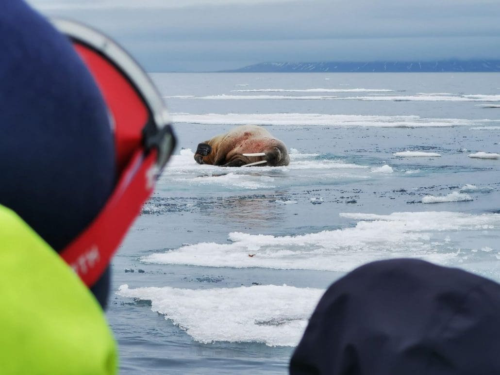 Walrus Safri Gjestehuset 102 Svalbard Adventures 4