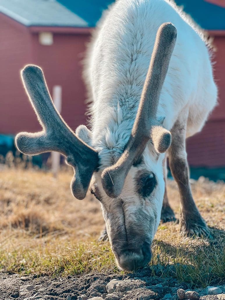 284637499 2124343381060664 4920490146289729107 n