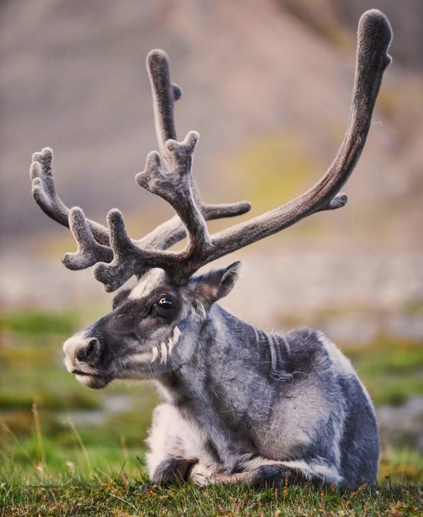 66516327 3503846906307420 8809320980313800704 o e1655481637635