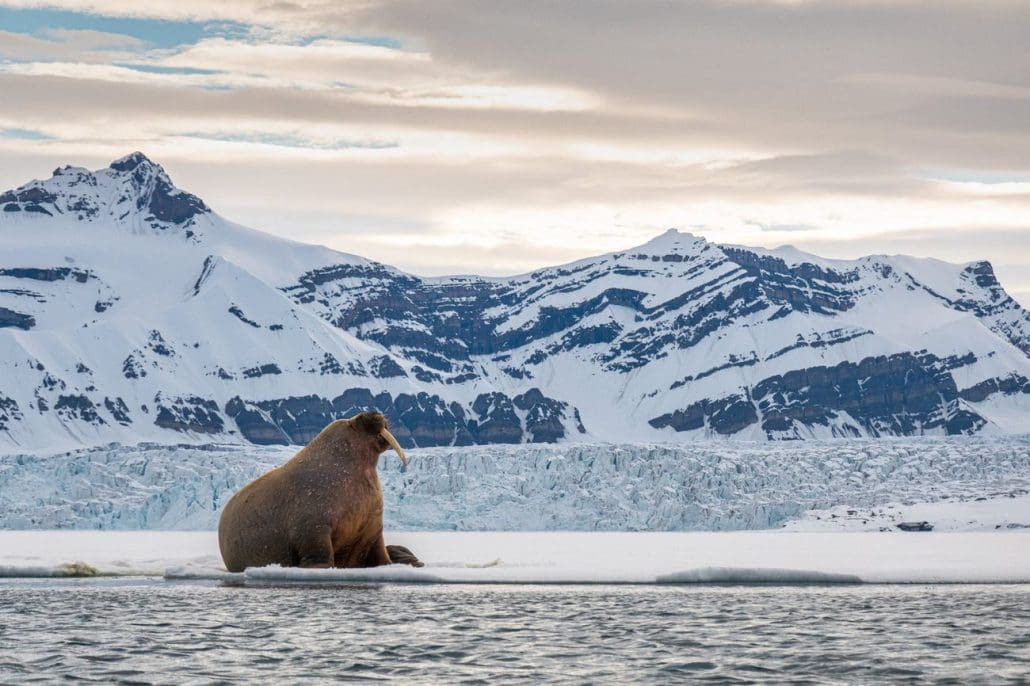 RIB Safari Along the Ice Edge with Svalbard Adventures Gjestehuset 102 3