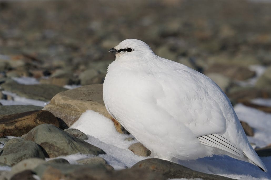 Svalbard Ptarmigan by Anita Rude