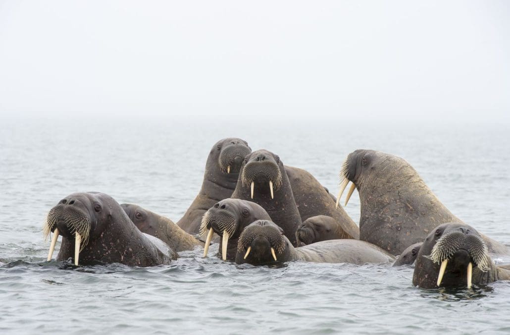 Walrus Safri Gjestehuset 102Svalbard Adventures 1030x676 1