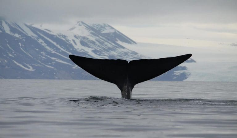 Whale Safari Polar Charter 3 768x449 1