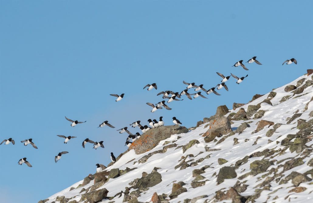 svalbard auk by John Haugen
