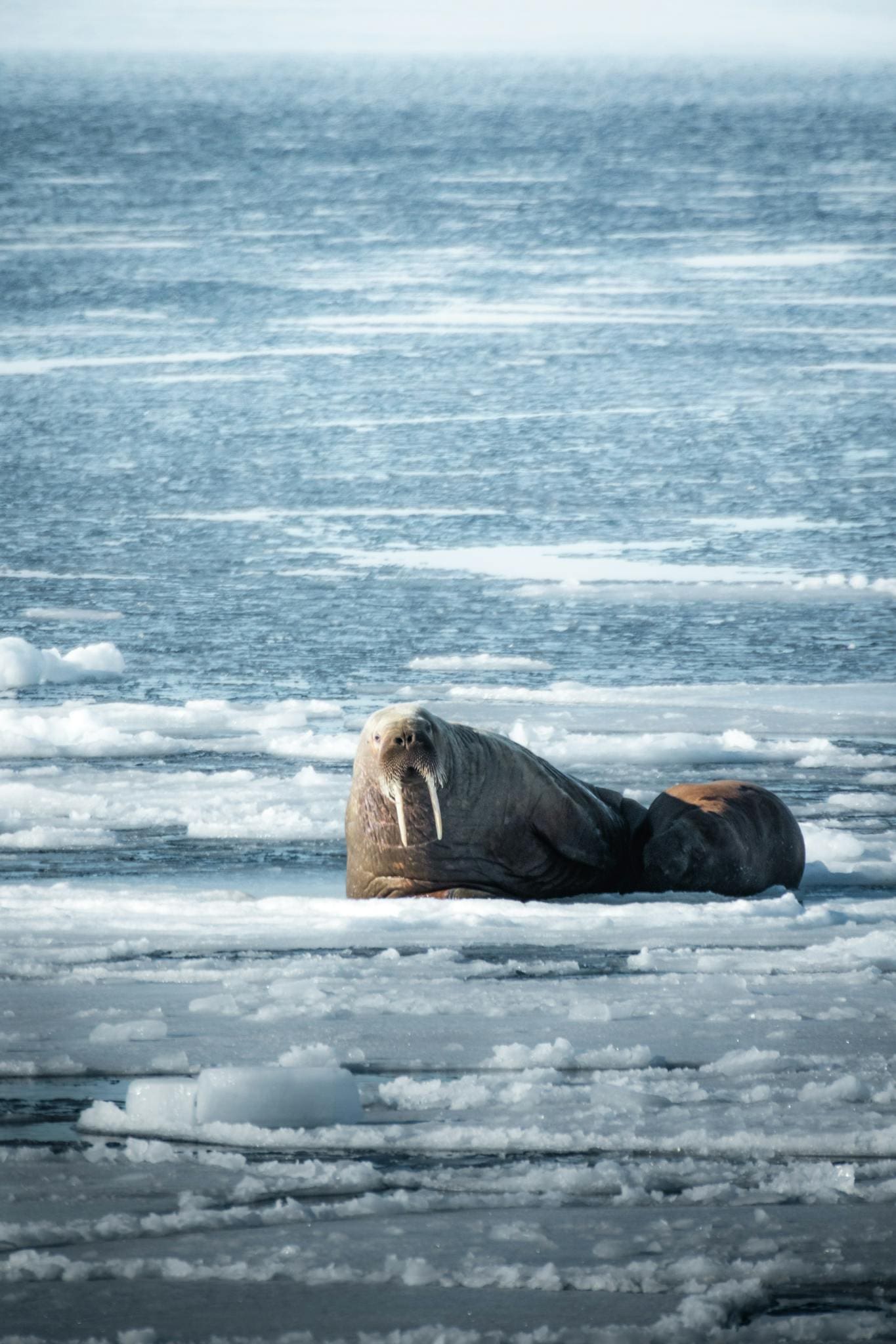 Photograph of a walrus relaxing on an icy surface in the Arctic, showcasing marine wildlife.