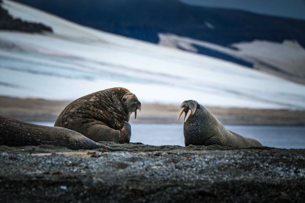 Two walruses rest on an Arctic shoreline, showcasing natural wildlife beauty.