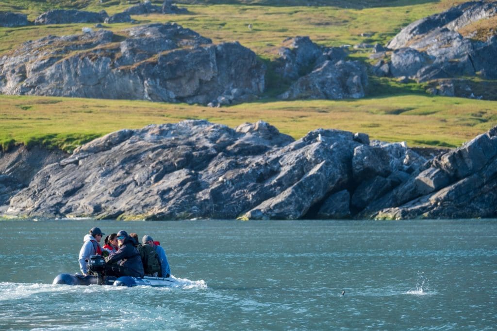 One of Nature’s Great Events – Bird Jumping