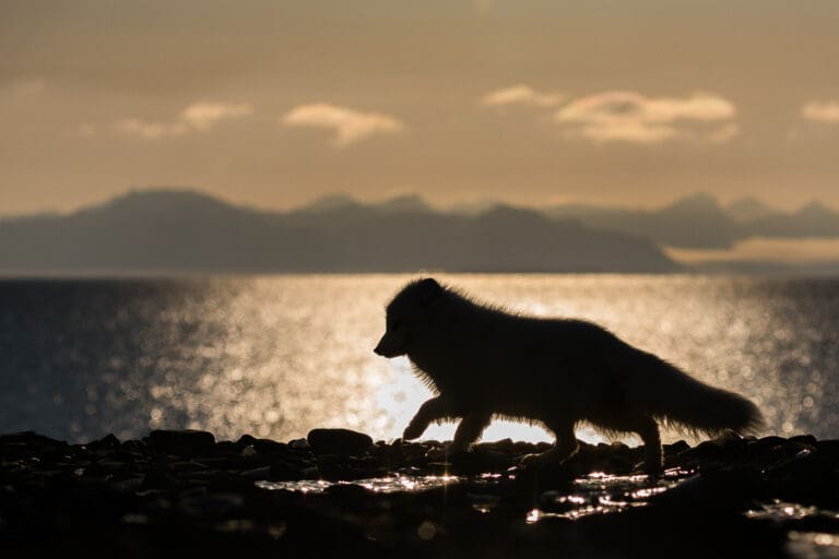 Midnight Sun in Svalbard: When to See It & What to Do