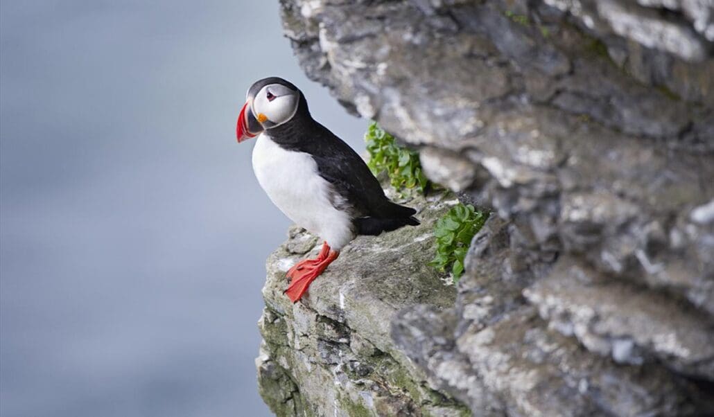 Atlantic Puffin Safari