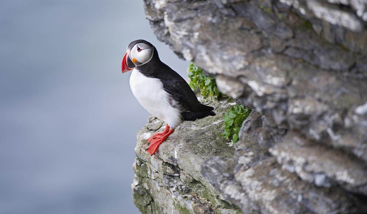 Atlantic Puffin Safari