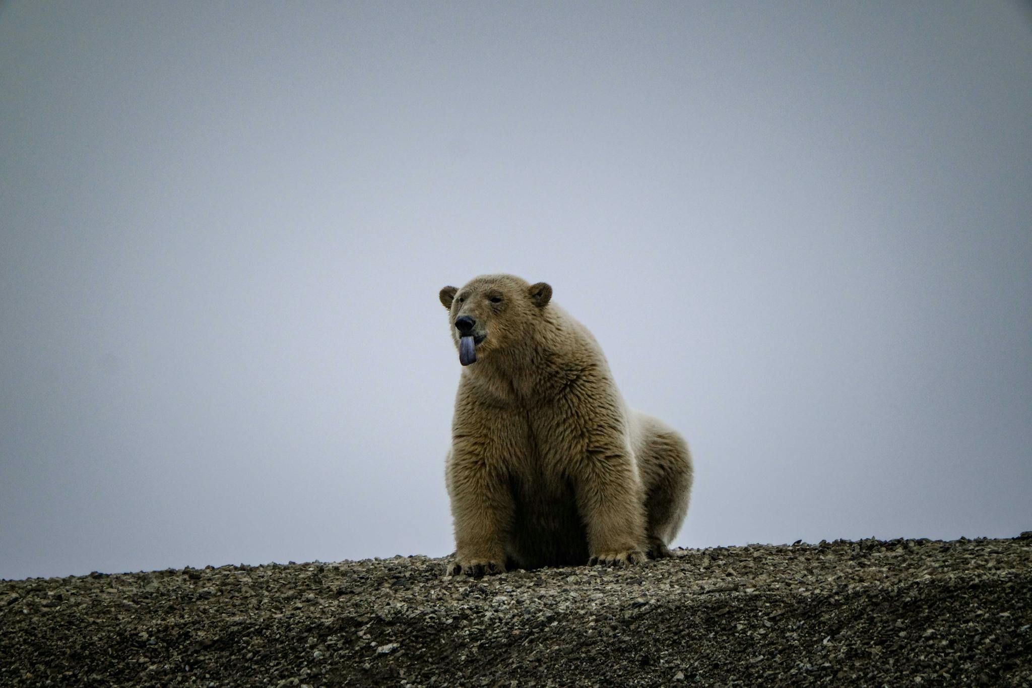 A polar bear sticks out its tongue while sitting on rocky terrain, showcasing a lighthearted moment.