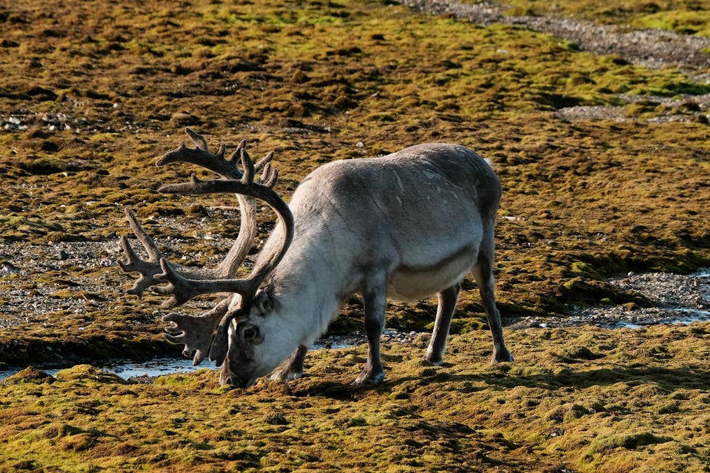 A reindeer with large antlers grazes peacefully on a moss-covered terrain in daylight, showcasing its natural habitat.